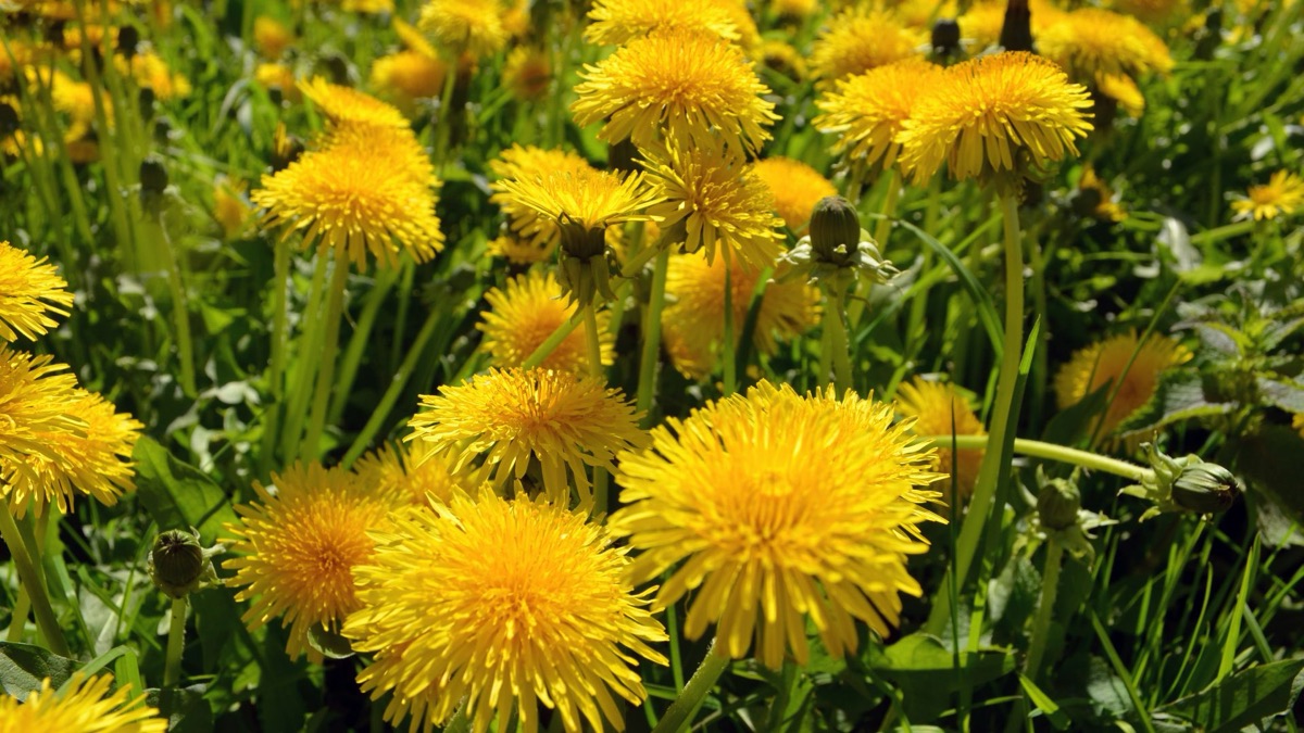 Survival 101: 5 Types Of Plants You Can Eat In The Forest