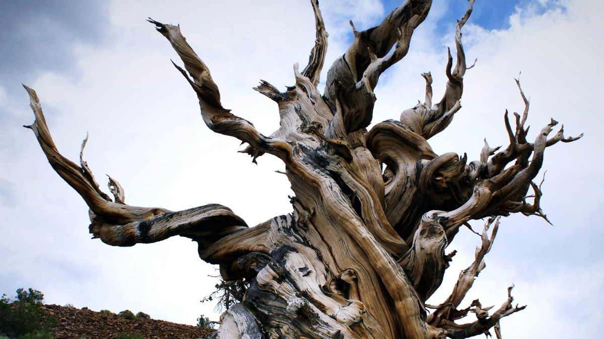 5 Amazing & Unique Tree Species Around The Planet