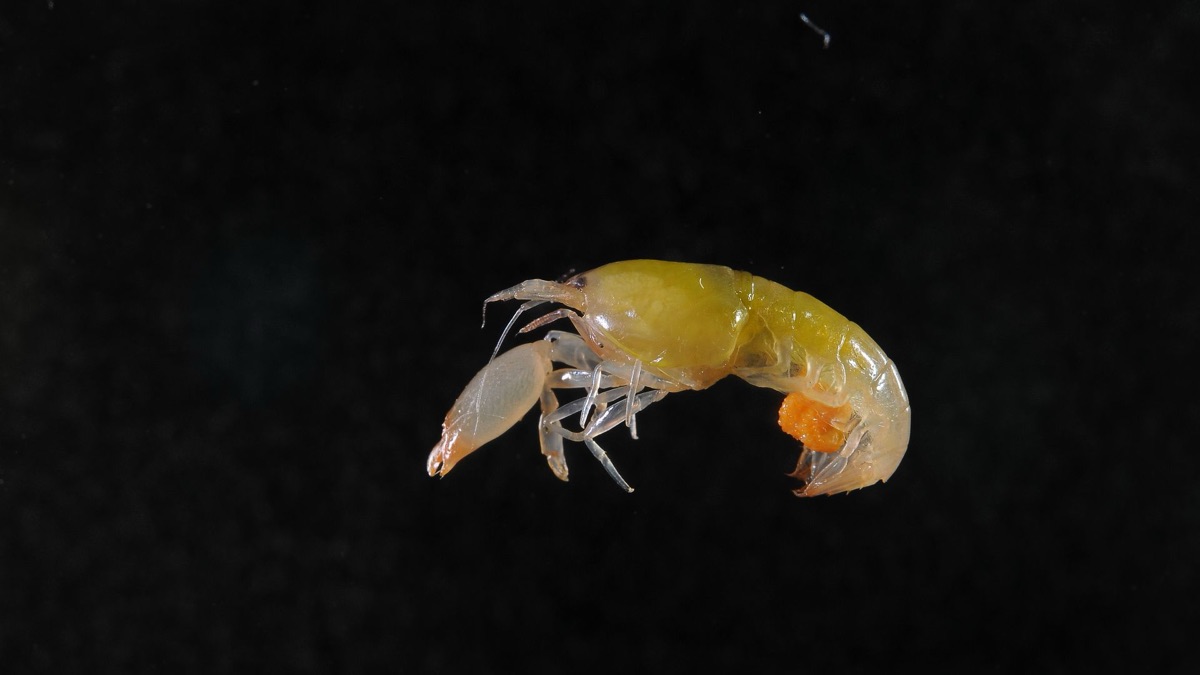 5 Insane Facts About The Pistol Shrimp