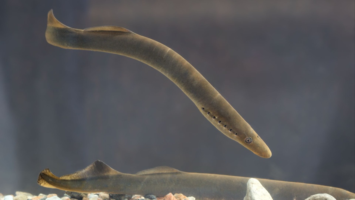 Made Of Nightmares: The Creepiest Deep Sea Creatures You'll Be Terrified Of