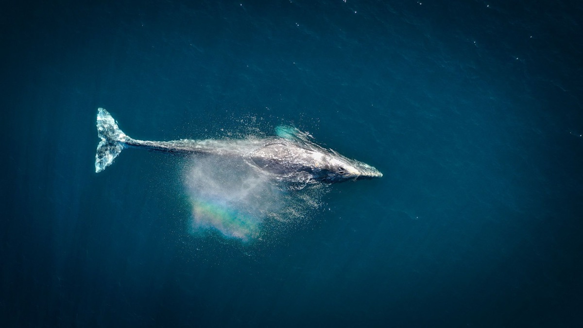 5 Fascinating Facts About Blue Whales