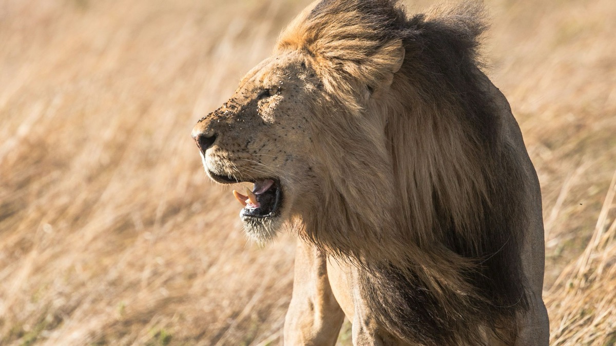 The Coolest Creatures You Can Find in the Savanna