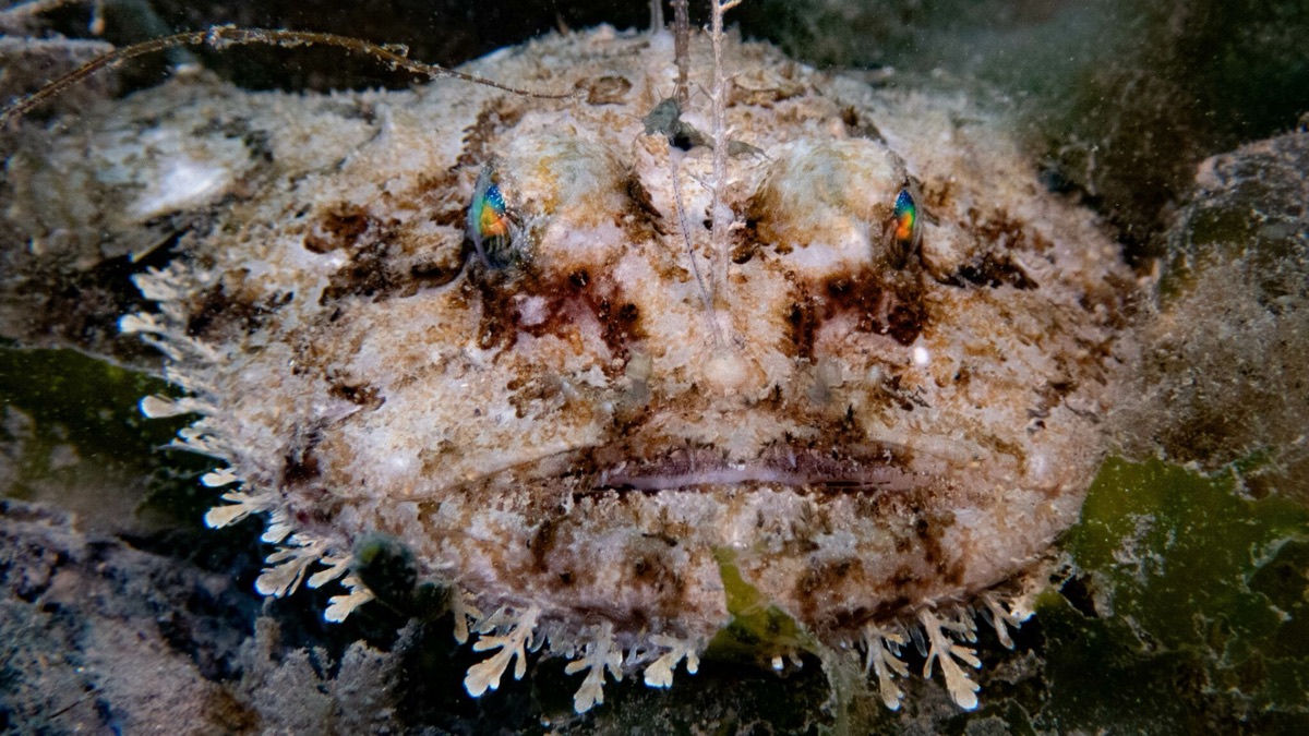 Made Of Nightmares: The Creepiest Deep Sea Creatures You'll Be Terrified Of