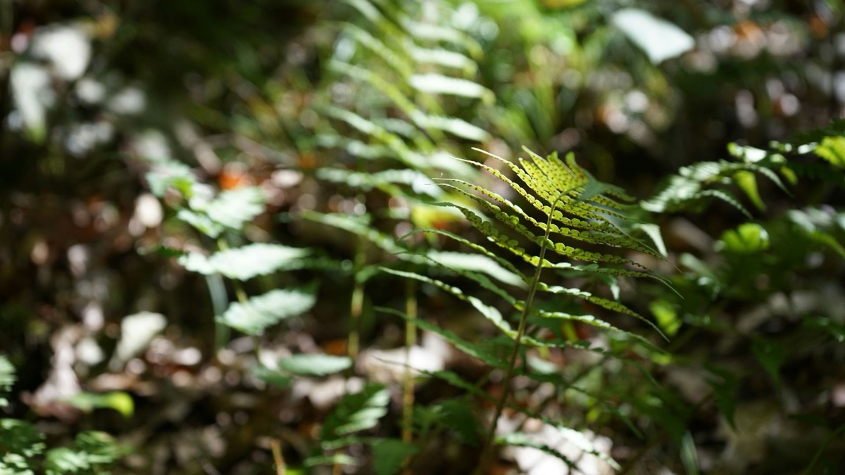 Survival 101: 5 Types Of Plants You Can Eat In The Forest