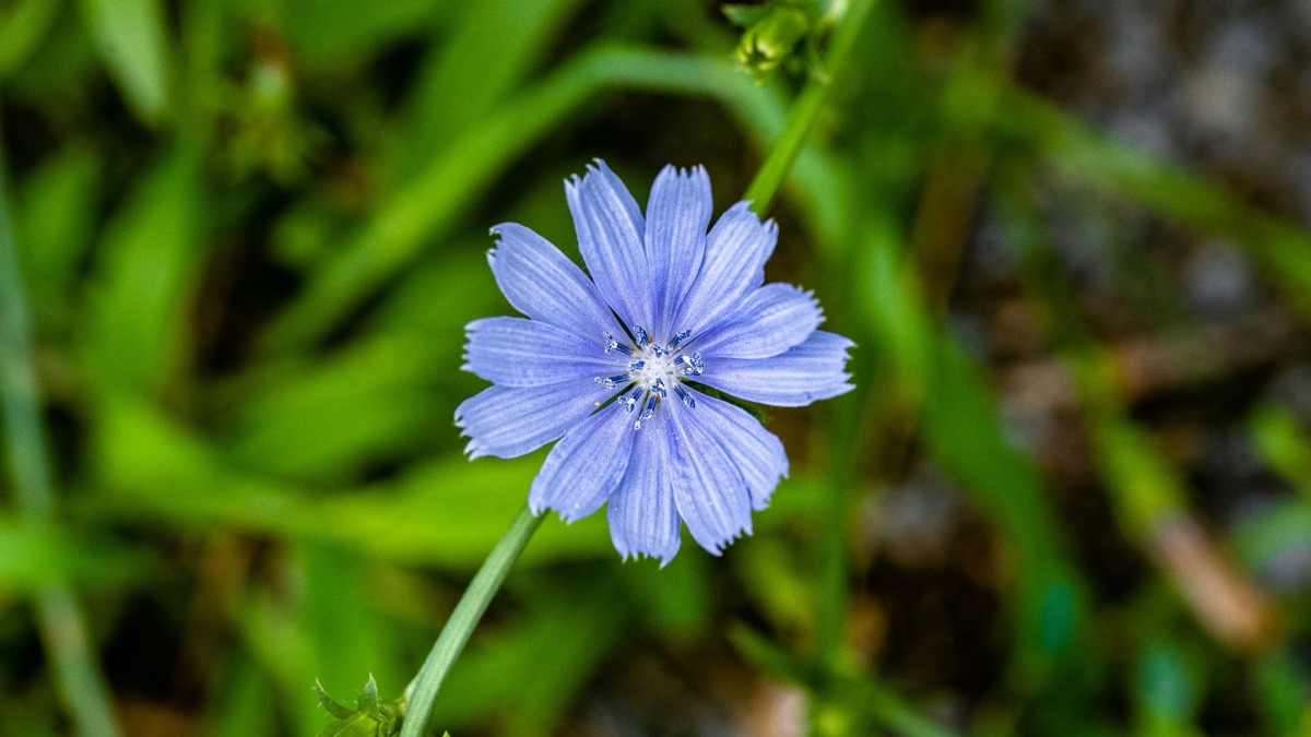 Survival 101: 5 Types Of Plants You Can Eat In The Forest