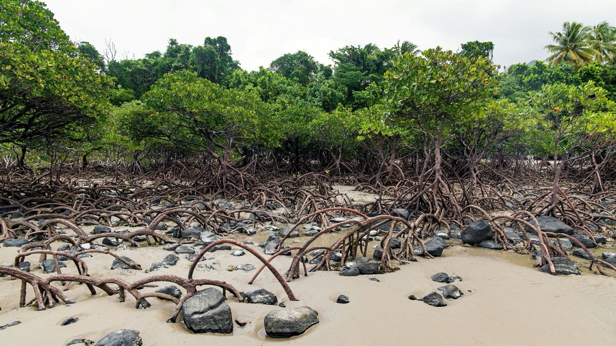 5 Amazing & Unique Tree Species Around The Planet