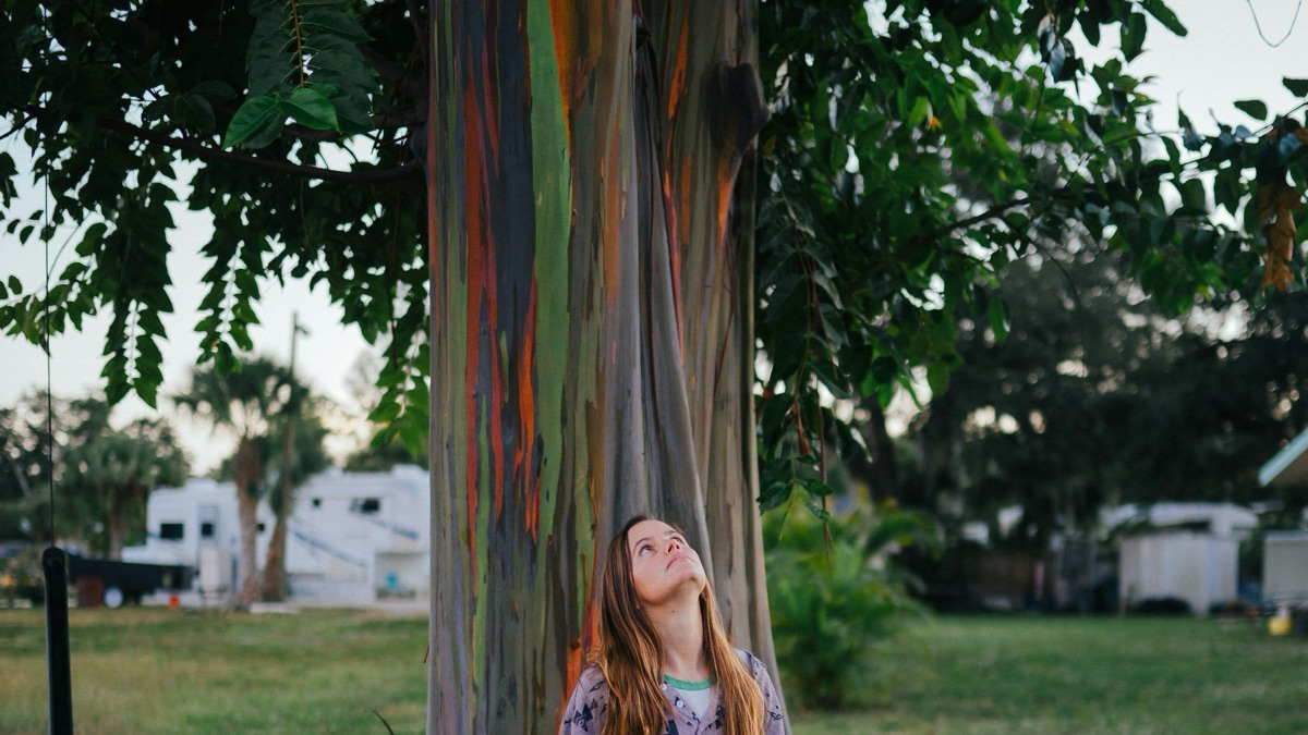 5 Amazing & Unique Tree Species Around The Planet
