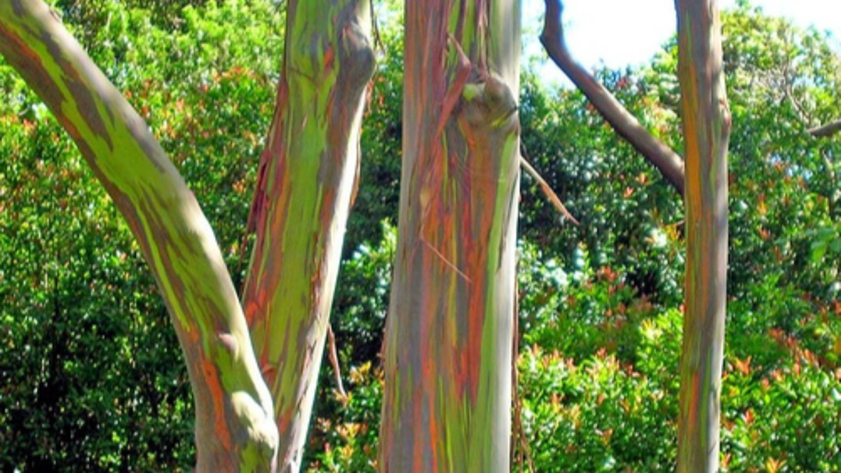 5 Amazing & Unique Tree Species Around The Planet