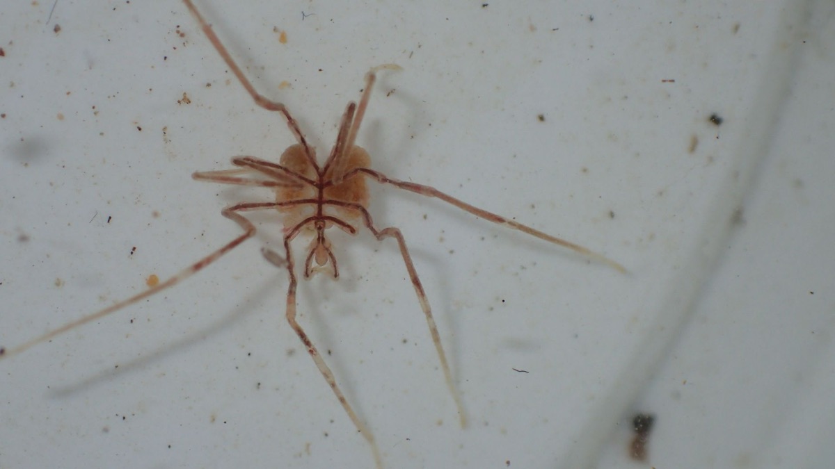 Made Of Nightmares: The Creepiest Deep Sea Creatures You'll Be Terrified Of