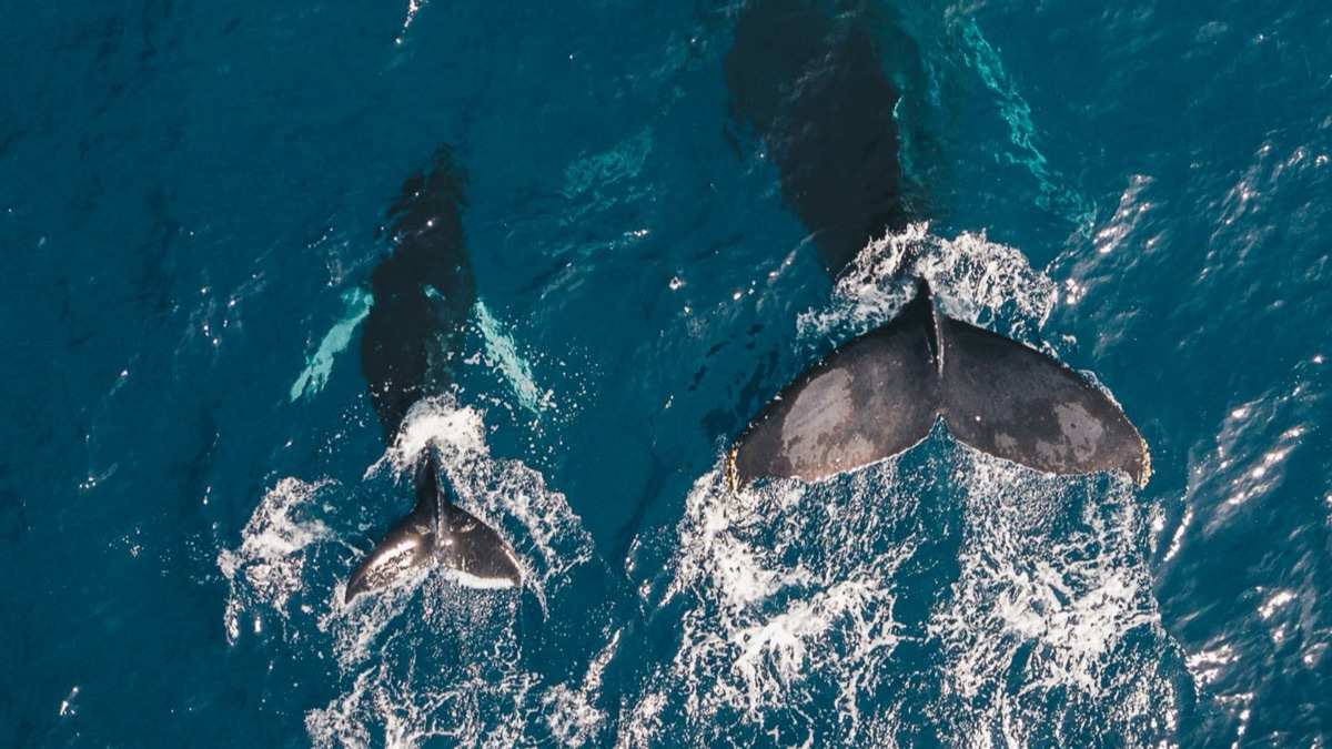 5 Fascinating Facts About Blue Whales