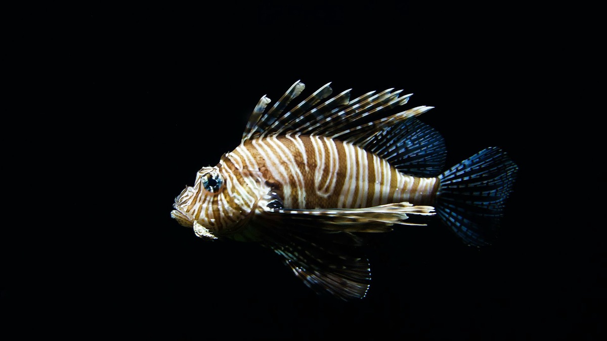 5 Scary Facts About The Ocean