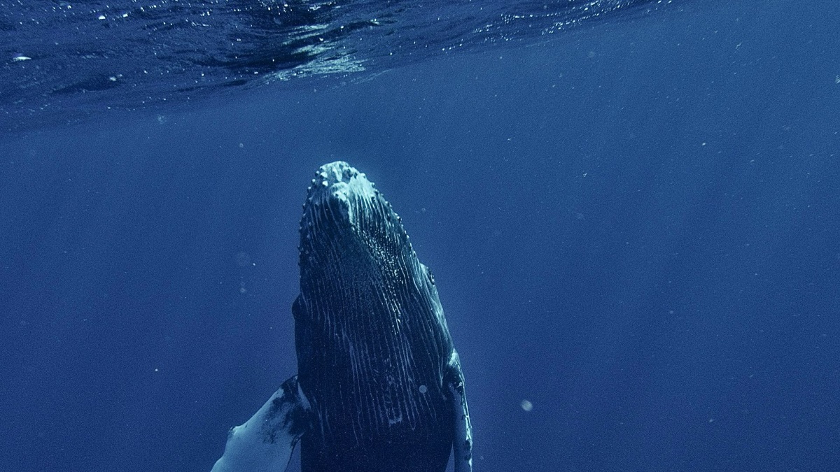 5 Fascinating Facts About Blue Whales