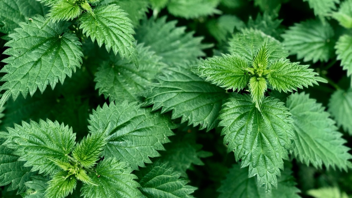 Survival 101: 5 Types Of Plants You Can Eat In The Forest
