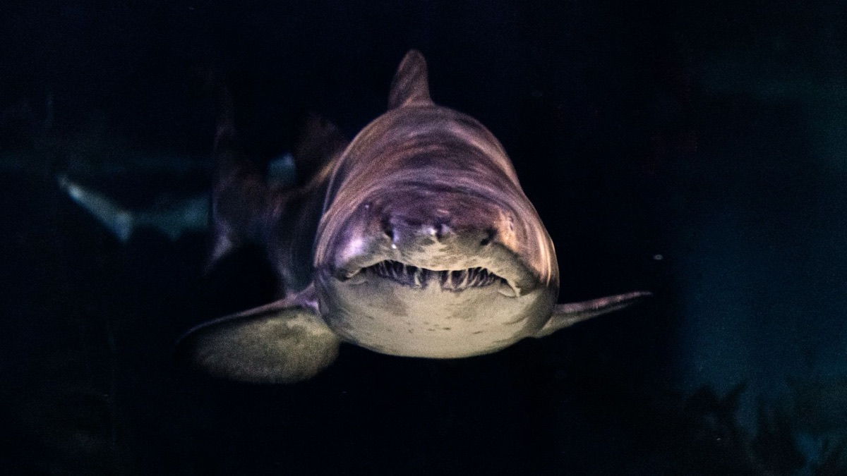 Made Of Nightmares: The Creepiest Deep Sea Creatures You'll Be Terrified Of