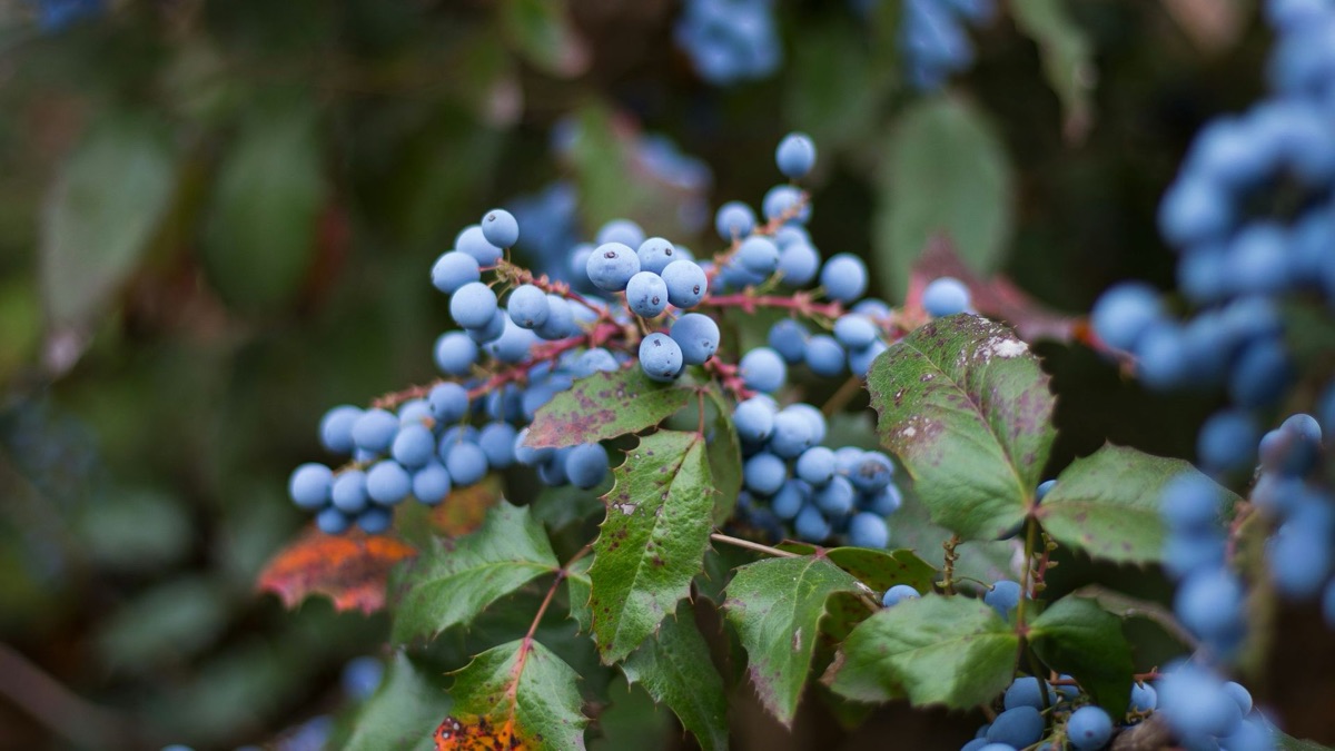 5 Ways To Tell If A Wild Berry Is Poisonous