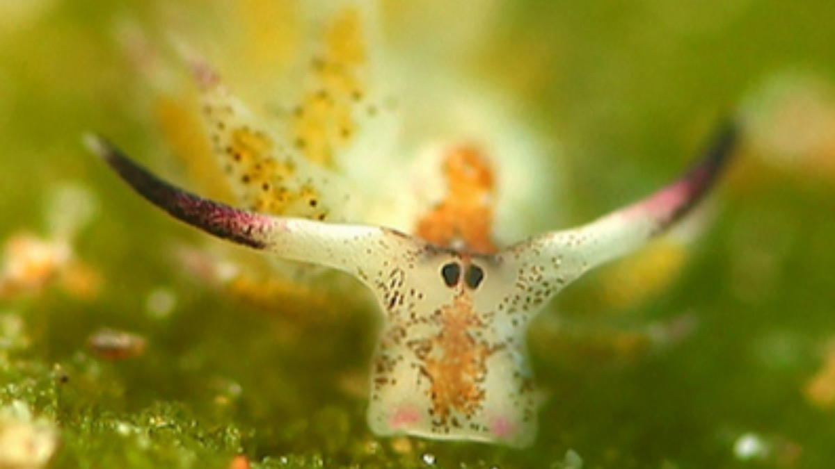 5 Facts About The Leaf Sheep, The Ocean's Adorable Sea Slug